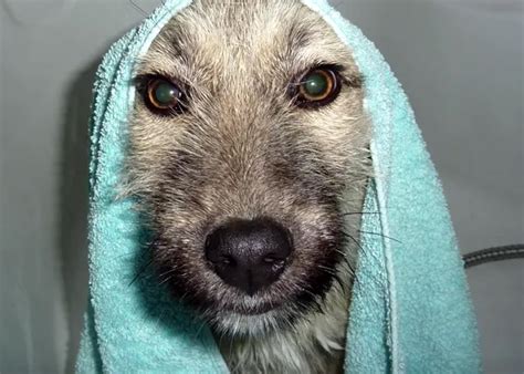 El primer baño de perros rescatados de la calle