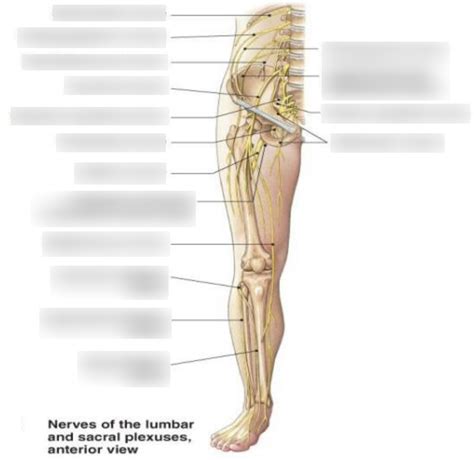 Major Nerves Lower Extremity Anterior View Diagram Quizlet