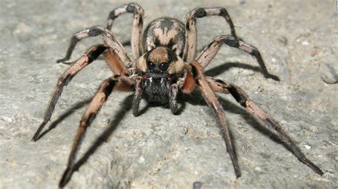 One for the web: New spider species named for 'Harry Potter' - CNN