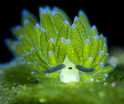 La Babosa De Mar Explorando La Increíble Vida Colorida Del Océano