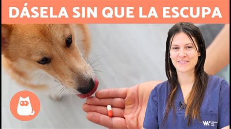 C Mo Darle Una Pastilla A Un Perro O Gato Sin Que La Escupa Trucos