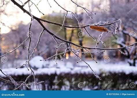 Frosty Tree Branch Stock Photo Image Of Background Snowy 83735366