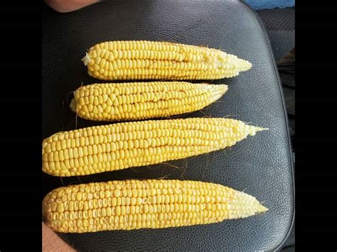 Viewing A Thread Double Crop Corn Behind Wheat