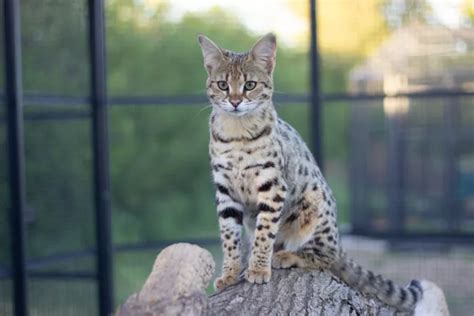 Top 10 Fascinating Facts About Savannah Cats The Wild Rendez Vous