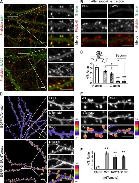 Figure 1 From Phosphoinositide Dependent Enrichment Of Actin Monomers