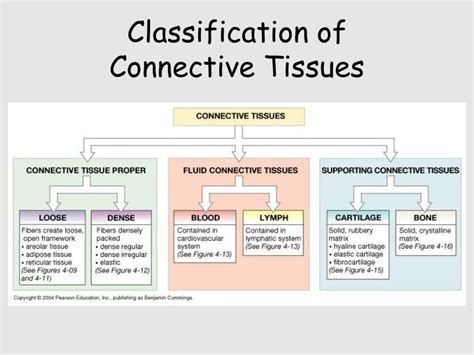 Connective Tissue Chart