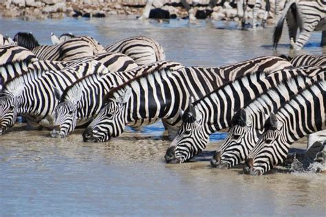 Plains Zebra Facts, Pictures & In-Depth Information