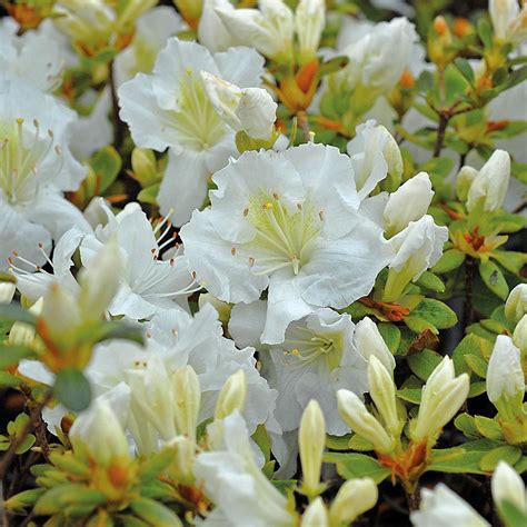 Dwarf Azaleas Shrubs