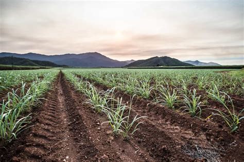 Sugarcane Cultivation In Tamil Nadu Crop Profile Management Cost