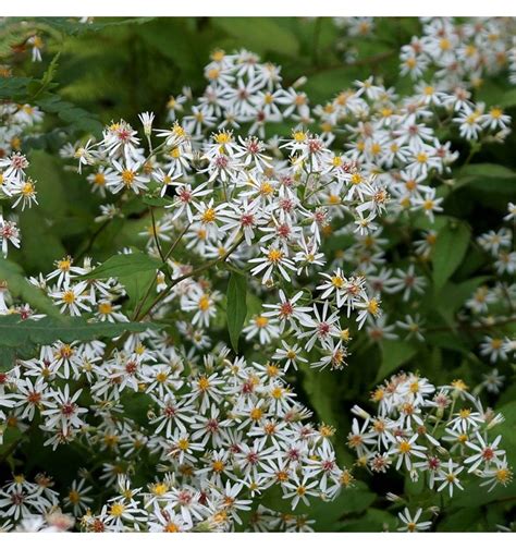 aster rozkrzewiony eastern star aster divaricatus albamar
