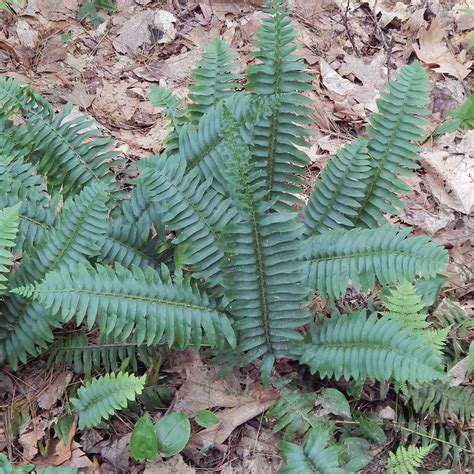 Christmas fern (Polystichum acrostichoides) Seeds – Wild Seed Project Shop