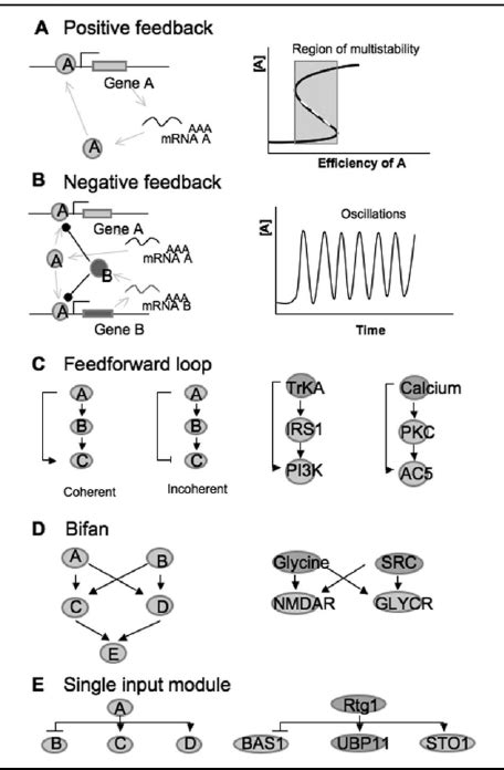 Genetic Circuits A In Positive Feedback Loop Left The Expression Download Scientific