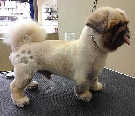 18 best pekingese haircuts for dog lovers – Artofit