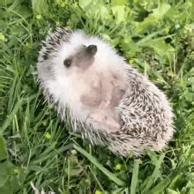 Hedgehog Cute GIF – Hedgehog Cute Lying Down – discover and share GIFs