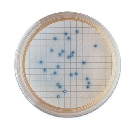 BD BBL Prepared Plated Chromogenic Media MI Agar Fisher Scientific