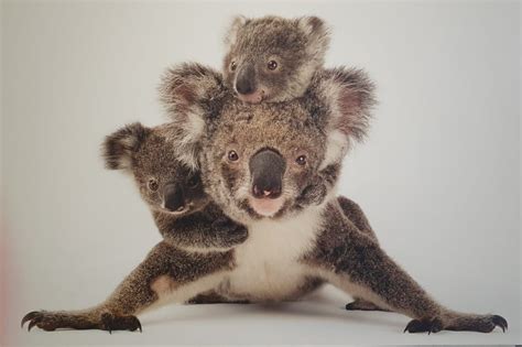 Llega a Madrid la exposición fotográfica Photo Ark de Joel Sartore