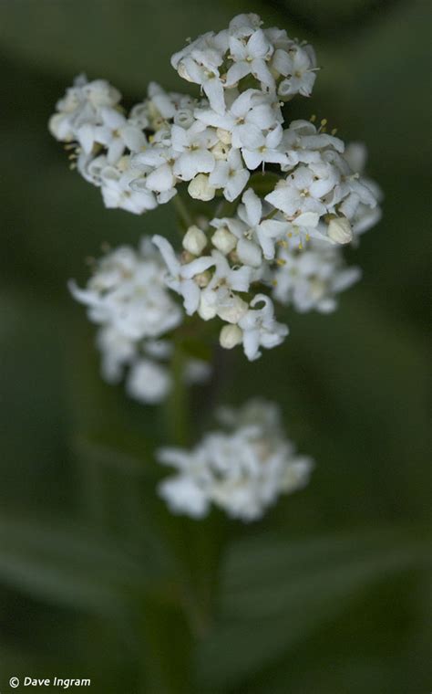 northern bedstraw