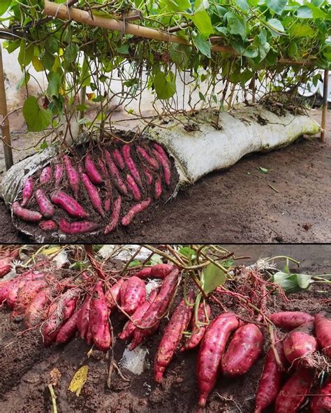 C Mo Cultivar Batatas En Bolsas De Tierra