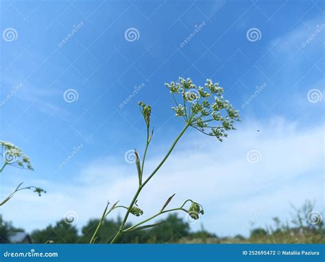 Daucus Carota Cuyos Nombres Comunes Incluyen La Zanahoria Salvaje Foto De Archivo Imagen De