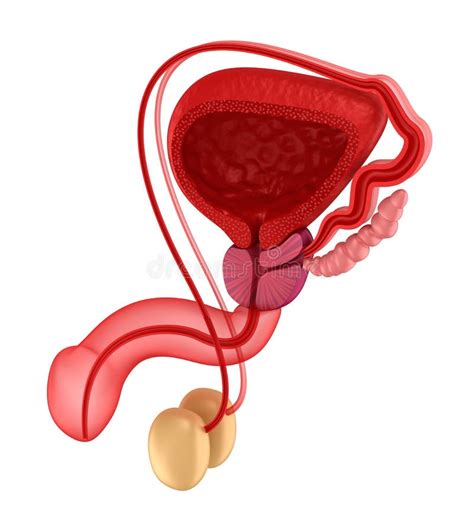 Male Reproductive System Stock Illustration Illustration Of Testis