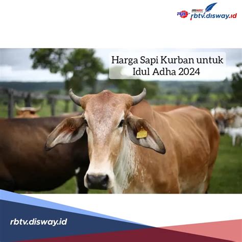 Siap Berkurban Ini Daftar Harga Sapi Kurban Untuk Idul Adha 2024 Cek Dulu