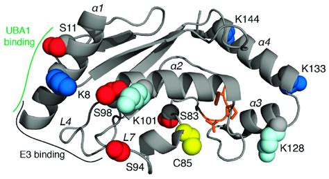 Acetylation Phosphorylation And Ubiquitination Sites In E2 Download Scientific Diagram