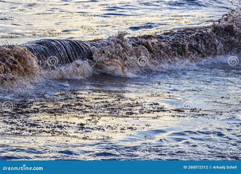 Gua De Praia Muito Nojenta Algas Vermelhas E Sargazo Caribbean