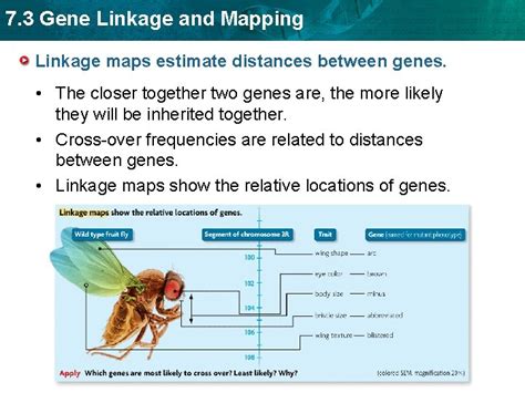 7 3 Gene Linkage And Mapping KEY CONCEPT