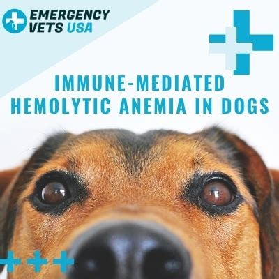 IMHA In Dogs | What Causes It & Treatment Options For IMHA