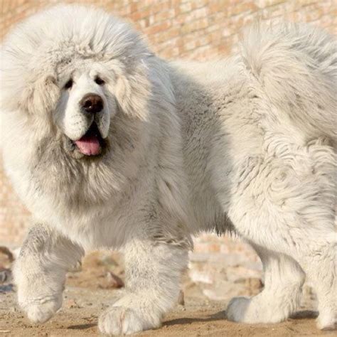 White Tibetan Mastiff Pictures Biggest Dog Breed Looks Like Lion