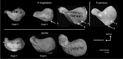 Figure 1 from Independent evolution of knuckle-walking in African apes ...