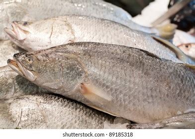 2,742 Fresh barramundi fish Images, Stock Photos & Vectors | Shutterstock