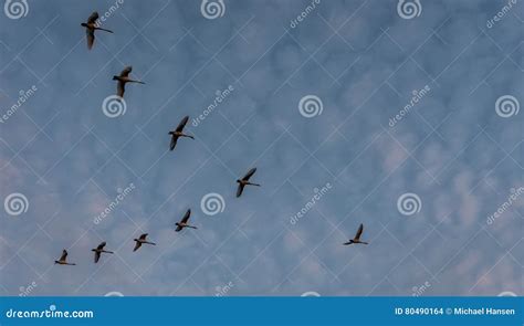 Geese flying south stock photo. Image of summer, birds - 80490164