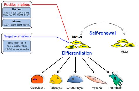 Ijms Free Full Text Mesenchymal Stem Cells Cell Fate Decision To