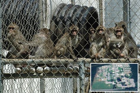 Escaped Monkeys Still Loose In South Carolina After Worker Failed To