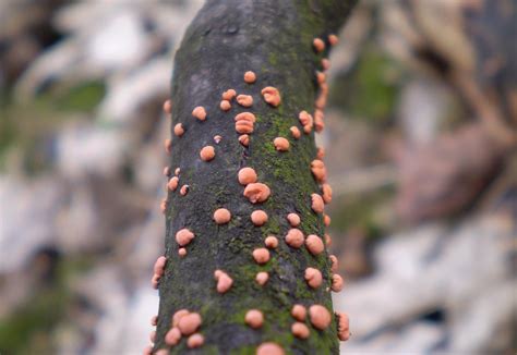 Nectria Cinnabarina Maybe Coral Spot Fungi Bestwood Count Flickr