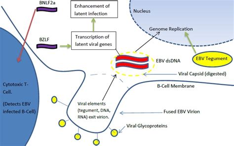 The Role Of Viral Proteins In Epstein Barr Virus Induced Disease