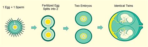 Do Identical Twins have the Same Fingerprints? - ParentingNMore