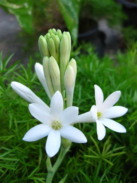 Tuberose Wallpapers Wallpaper Cave