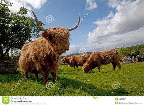 Gado Das Montanhas Imagem De Stock Imagem De Beb Preto