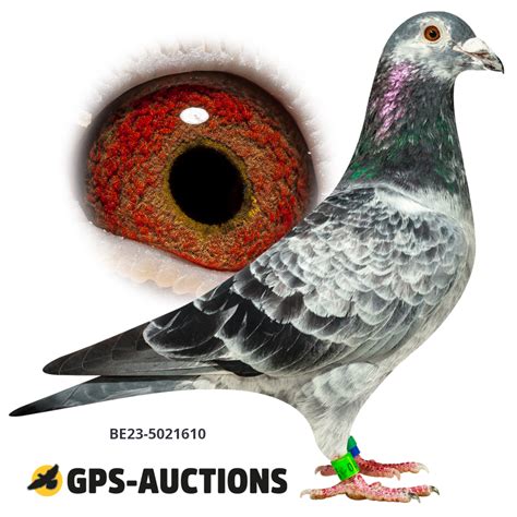 Mix Of Top Pigeons GPS Auctions