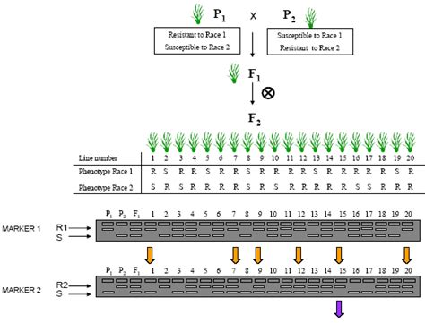 5 1 Marker Assisted Breeding