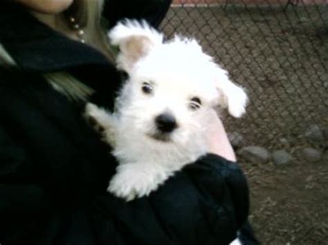 Maltese Westie Puppies