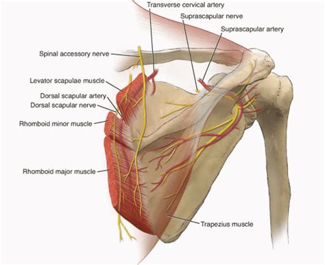 Dorsal Scapular Nerve Entrapment Syndrome | Bone and Spine