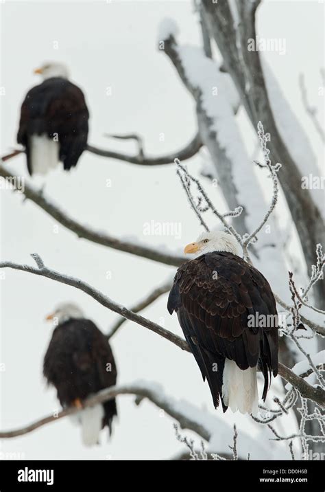 Three Bald Eagles Stock Photo Alamy