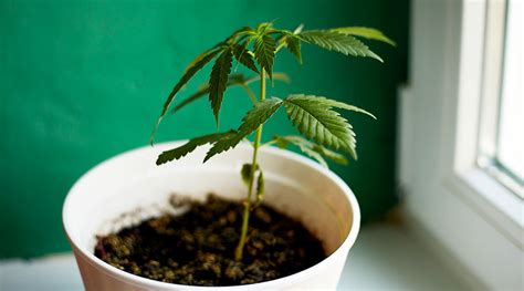 How to Grow a Single Marijuana Plant In a Pot