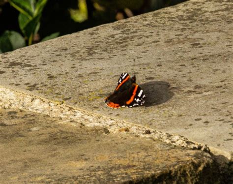 Plumstead Gardens Enthusiastic Gardener