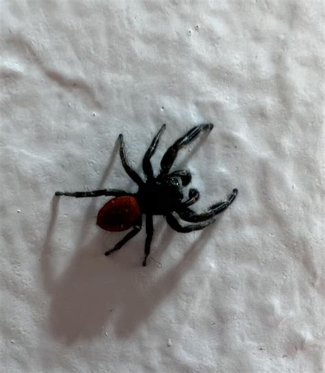 Is he a jumping spider? SF, California. : r/spiders