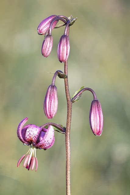 Lelie Bloemen Plantaardige Gratis Foto Op Pixabay Pixabay