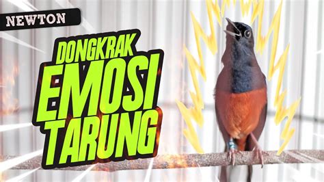 MURAI BATU GACOR NEMBAK KENARI LOVEBIRD CILILIN GEREJA Ini AMPUH Untuk